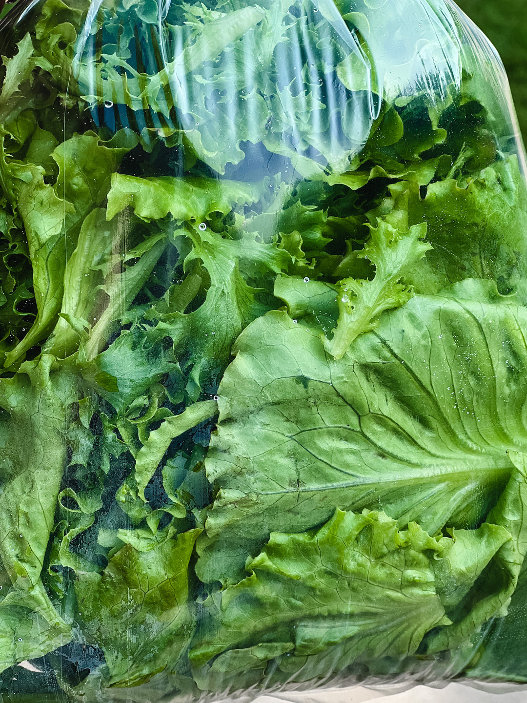 Spring Mix Lettuce