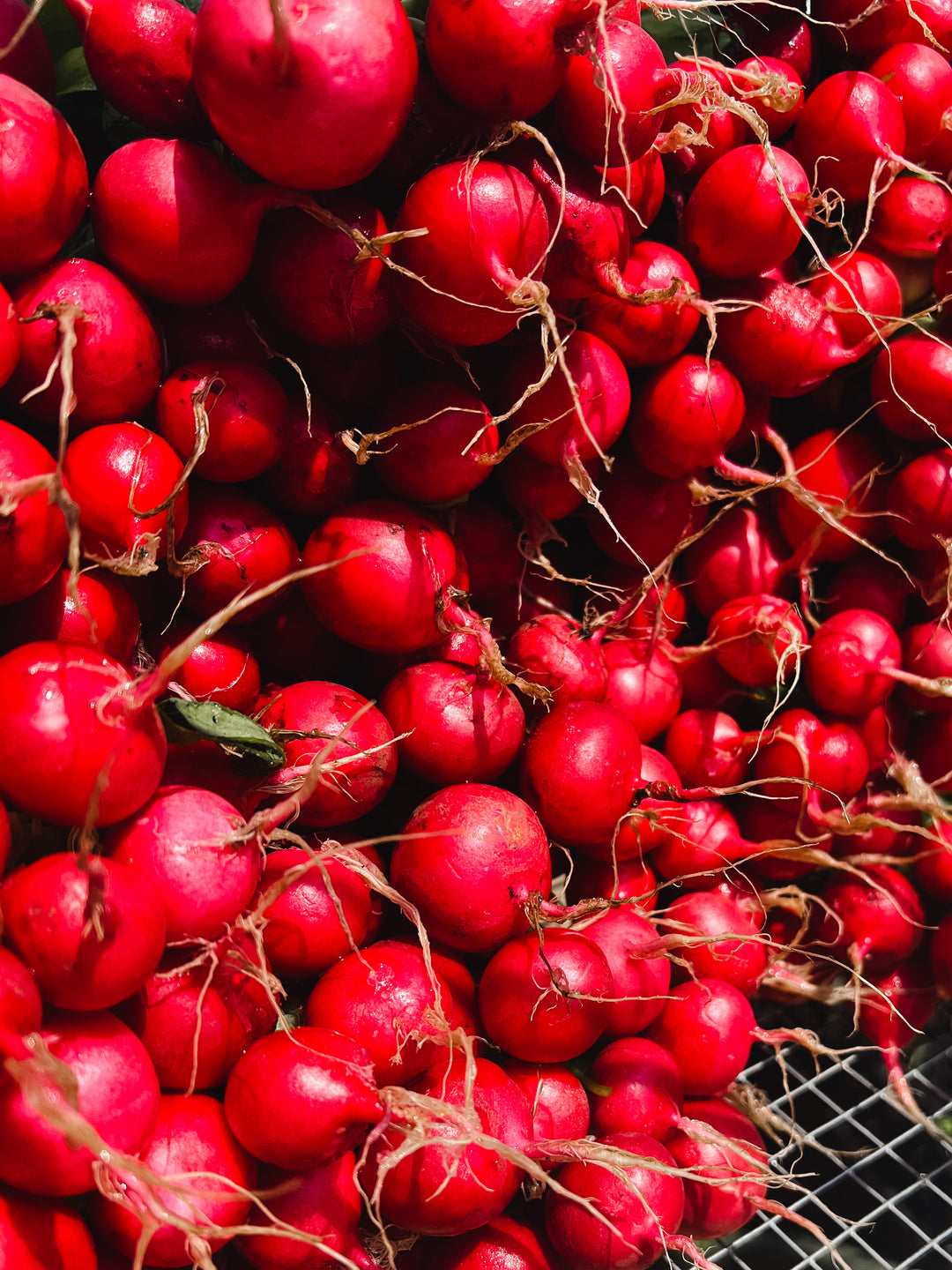 Radish