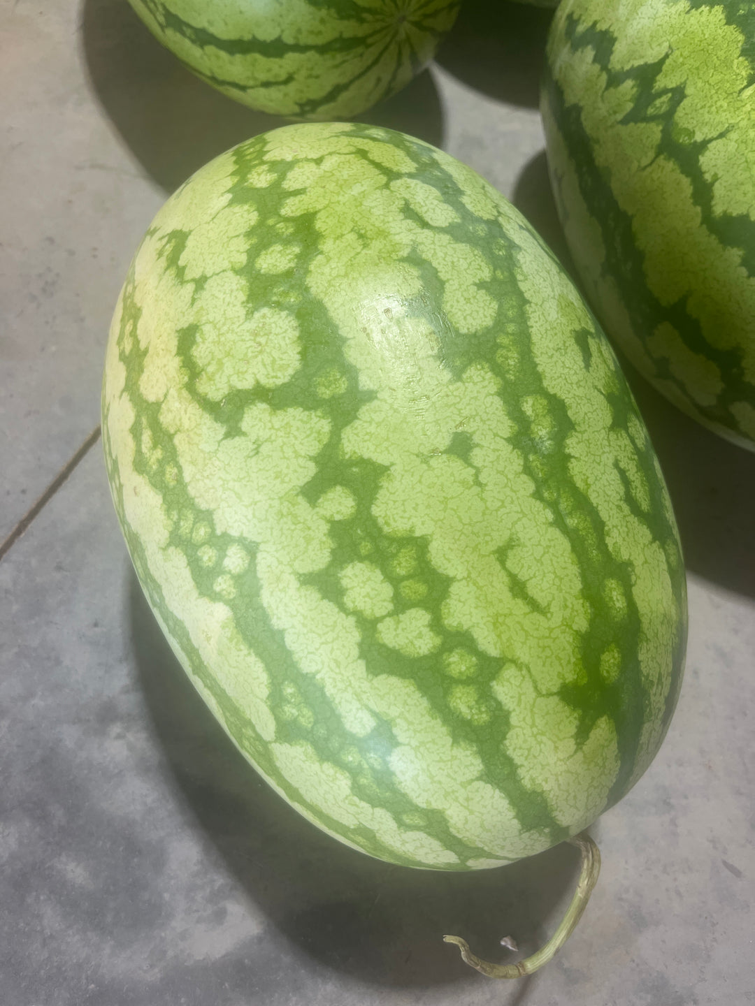 Cabot Watermelon