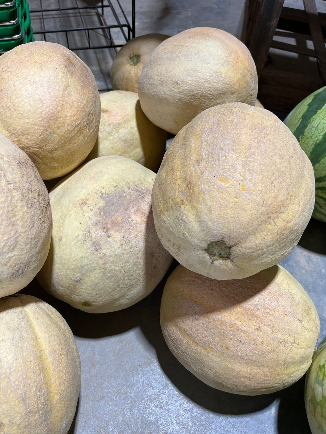 Cantaloupe