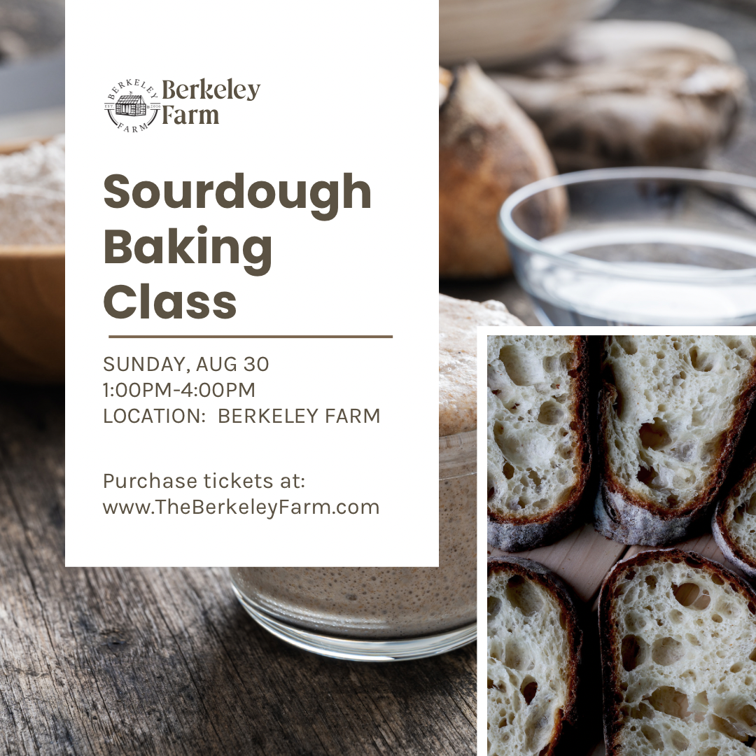 Beginner Sourdough Baking Class | August 30th