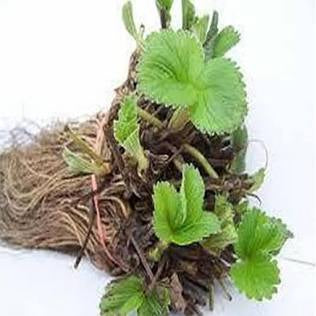 Chandler Strawberry Bare Root