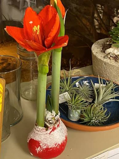 Waxed Amaryllis Bulb