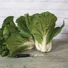 Fall Vegetable Plant PREORDER