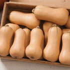 Fall Vegetable Plant PREORDER