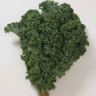 Fall Vegetable Plant PREORDER
