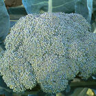 Fall Vegetable Plant PREORDER