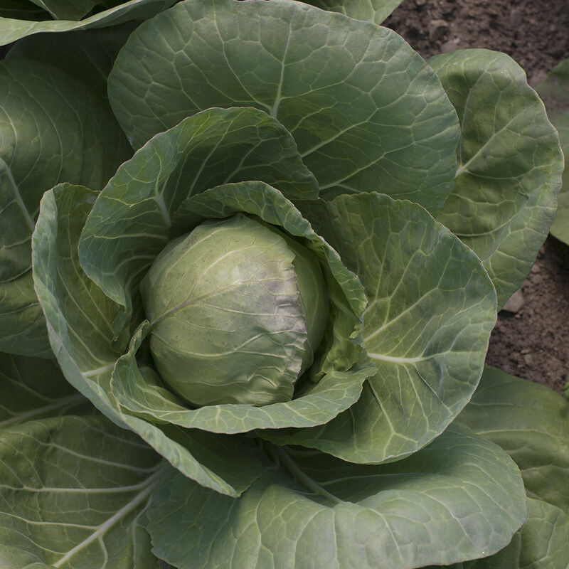 Fall Vegetable Plant PREORDER