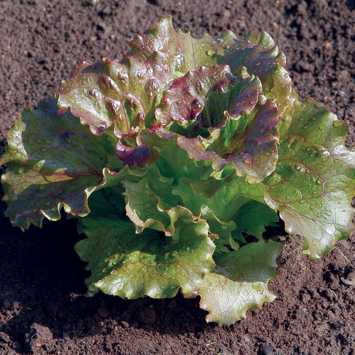 Fall Vegetable Plant PREORDER