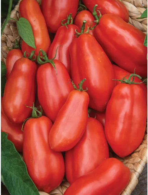 San Marzano Tomato Plant